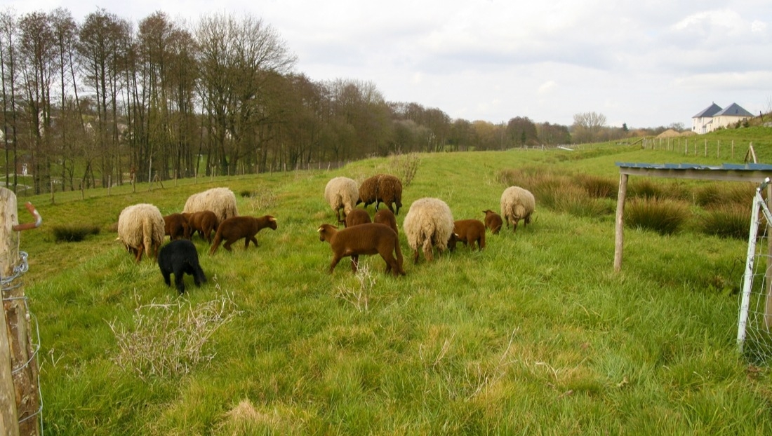 Arriv&eacute;e des moutons du syst&egrave;me b&ecirc;&ecirc;&ecirc;