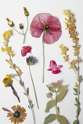 herbier