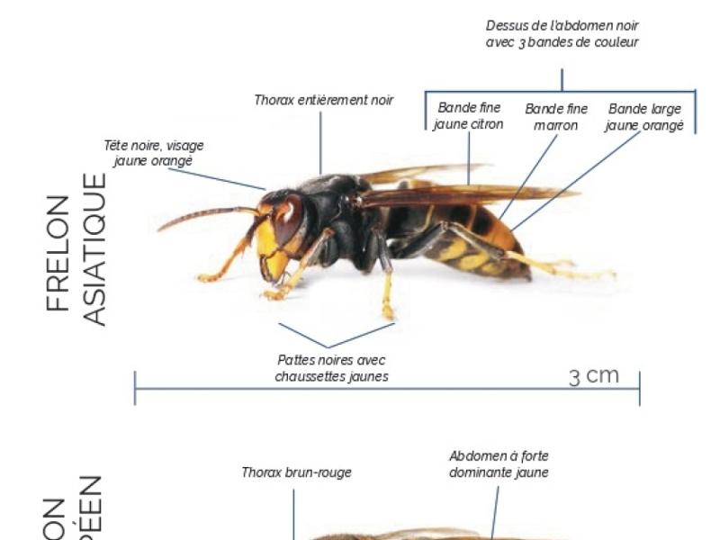 Lutte contre le frelon asiatique